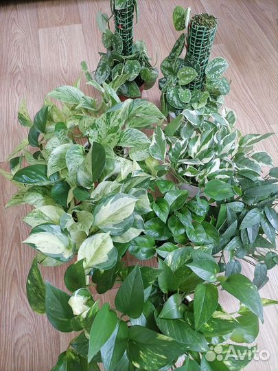 Сциндапсус(эпипремнум). Монстера себу блю