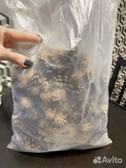 Шишки сосновые