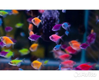 Аквариумные рыбки
