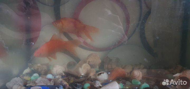 Золотая рыбка