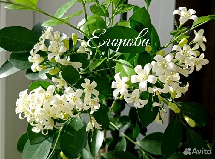 Мурайя метельчатая