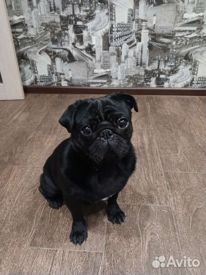 Мопс вязка мальчик