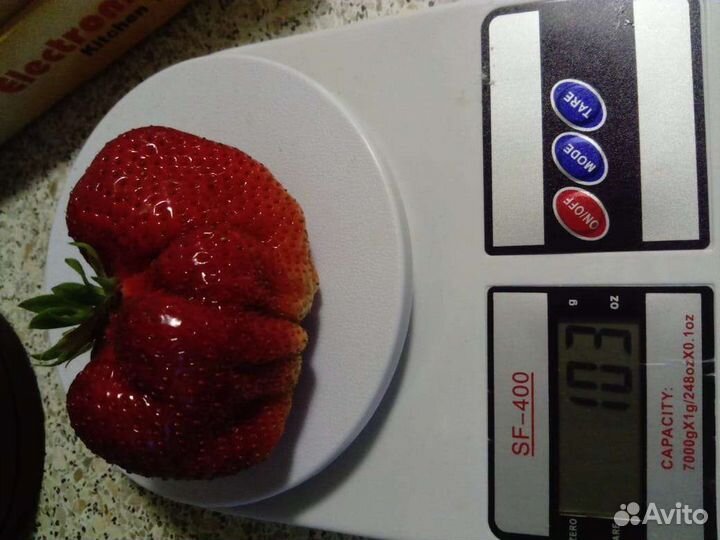 Рассада клубники