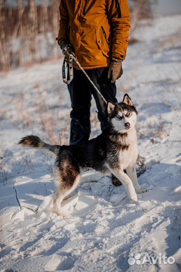 Алиса из приюта