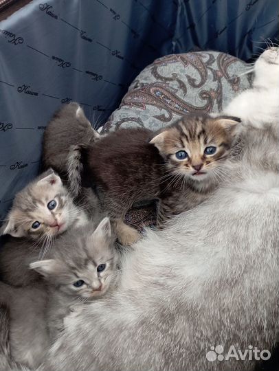 3котята вислоухие, девочка 1 прямоухая