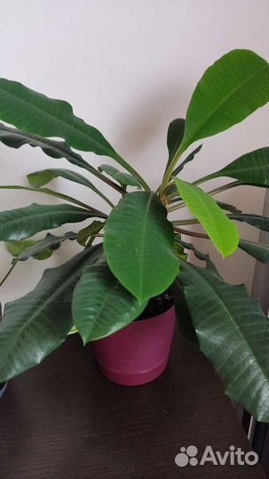 Молочай комнатный гребенчатый или ребристый