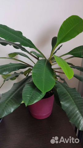 Молочай комнатный гребенчатый или ребристый