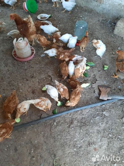 Цыплята