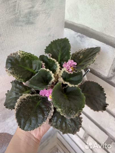 Фиалка Dolores raspberry sundae