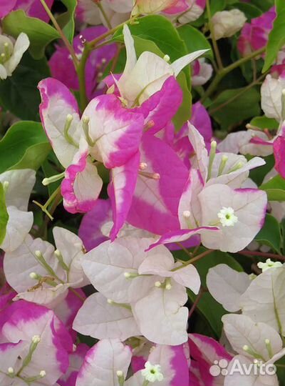 Бугенвиллии,коллекционные сорта,взрослые кусты