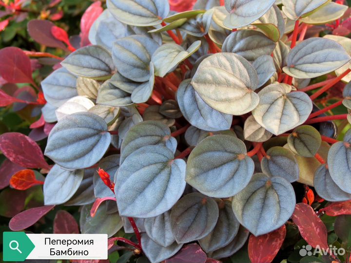 Пеперомия Санторини Каен Бурбела Мендоза Триколор