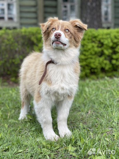 Австралийская овчарка аусси