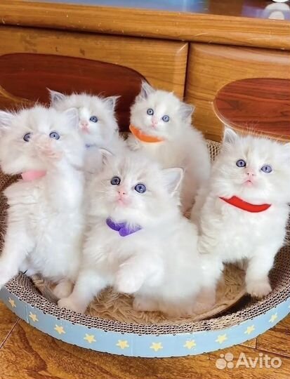Ошейник для котят