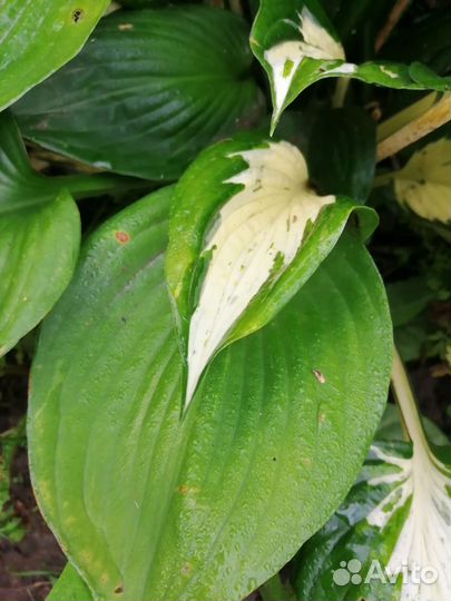 Продаю садовые растения