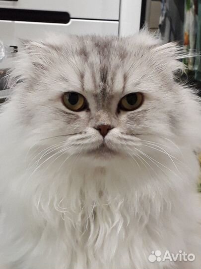 Кот для кошечки