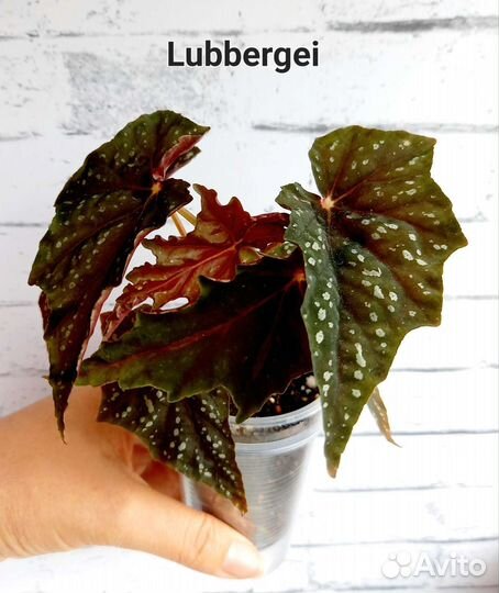 Бегонии кейн сортовые укорененные