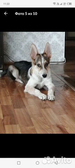 Щенок мальчик