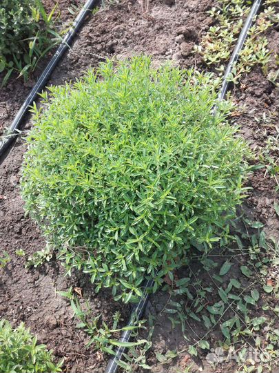 Можжевельник Хризантема чабрец