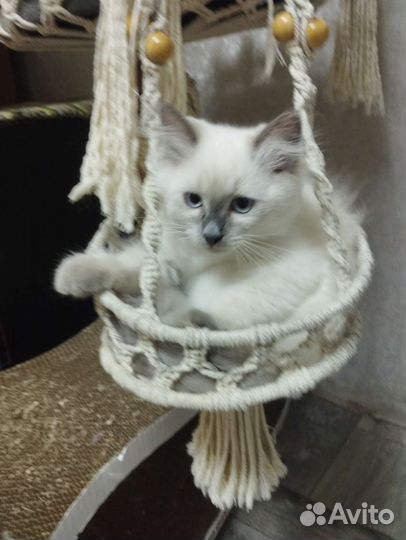Котенок Невской маскарадной