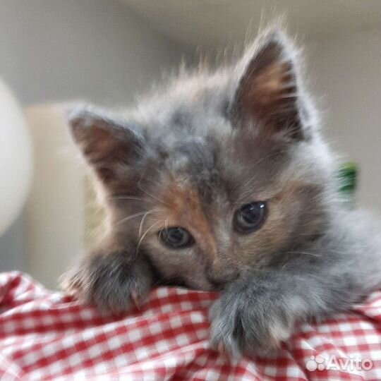Серый пестрый котенок, кошка в добрые руки