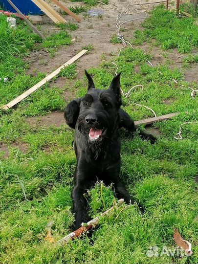 Ризеншнауцер вязка