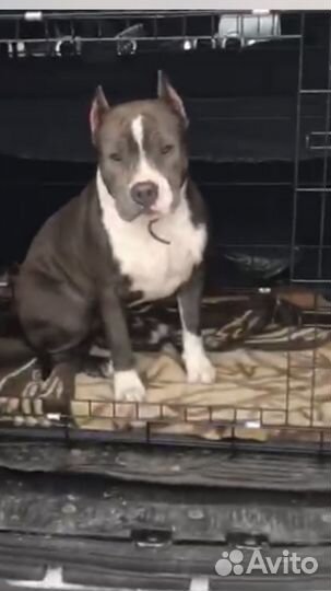 Гостиница для собак, передежка, перевозка