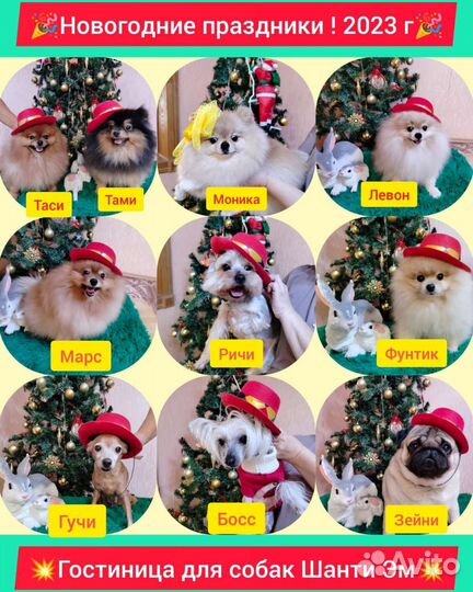 Гостевая передержка маленьких собак