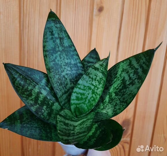 Комнатные растения черенки и детки