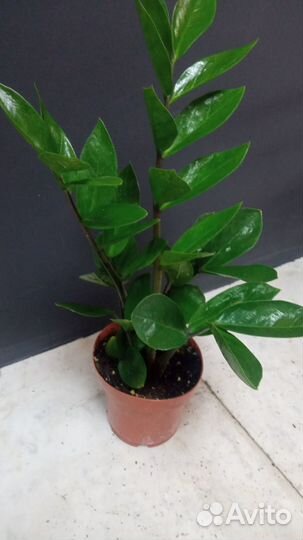 Замиокулькас