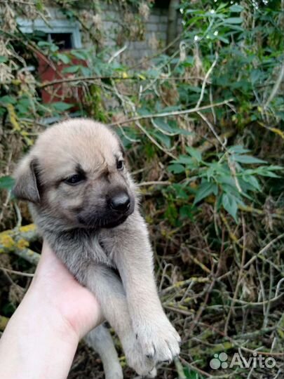 Щенки в добрые руки