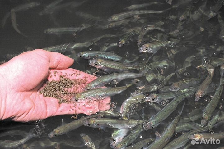 Малек радужной и янтарной форели