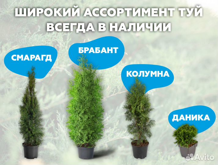Туя даника с бесплатной доставкой