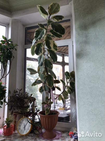 Фикус