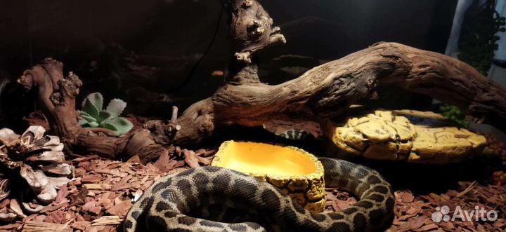 Удав/змейка с террариумом (новый)