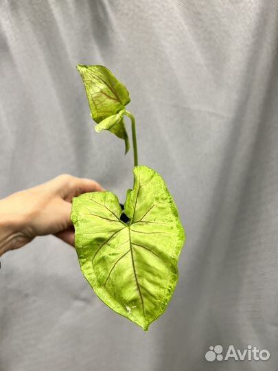 Комнатные цветы-сингониумы