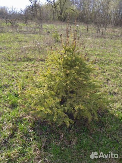 Саженцы ели европейской