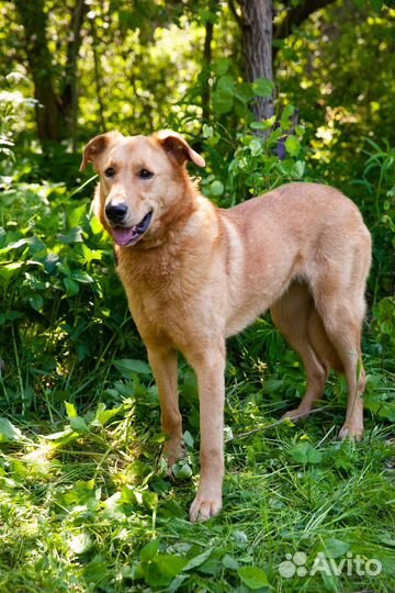 Собачка Дана