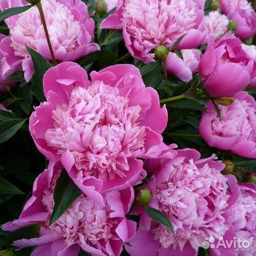 Пион Edulis Superba