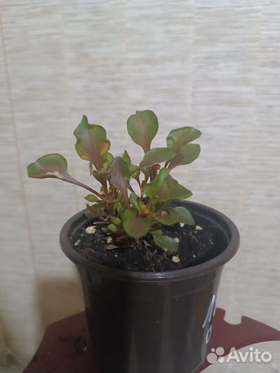 Альтернатера