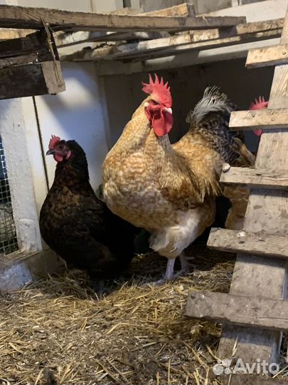 Петух Нидерхайдер