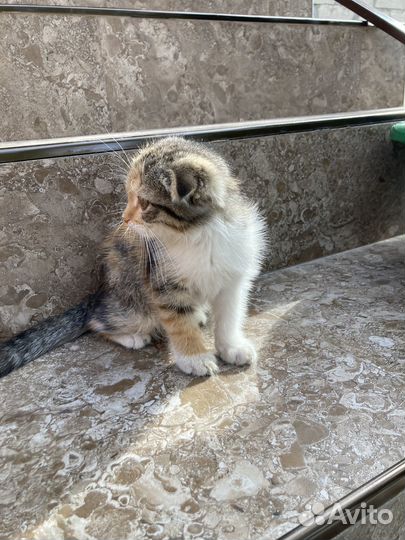 Вислоухие котята