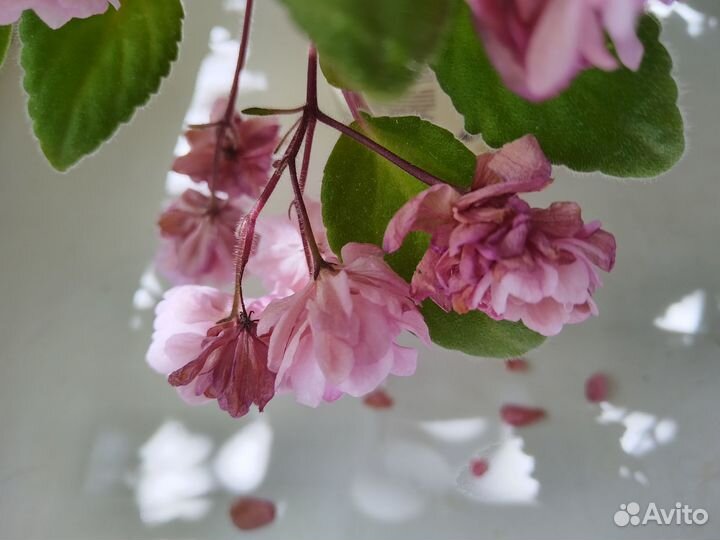 Сенполия-трейлер. Литуаника /Lithuania