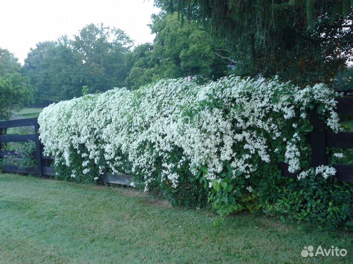 Клематис манчжурский дальневосточный (Ломонос)