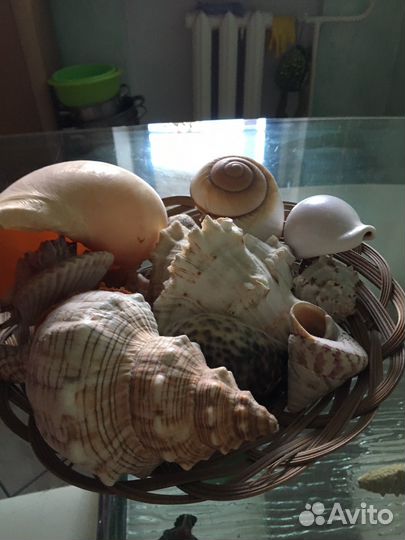 Ракушки набор в корзине