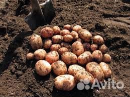 Картофель и помидоры домашние