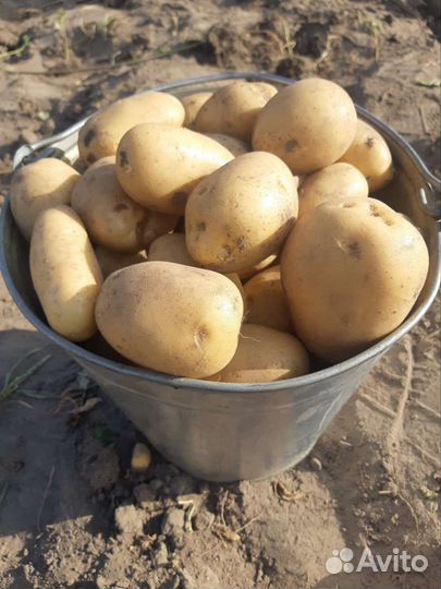 Картофель домашний