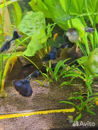 Гуппи metallik snake skin blue tail