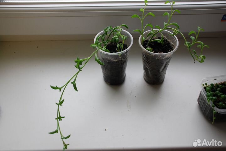 Комнатные растения: Крестовники