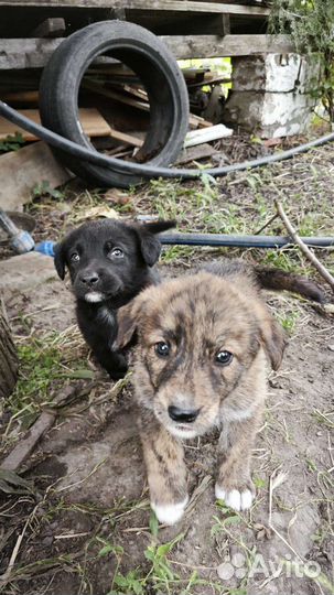 Щенок бесплатно