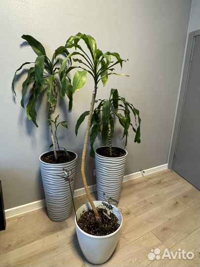 Продаю пальму